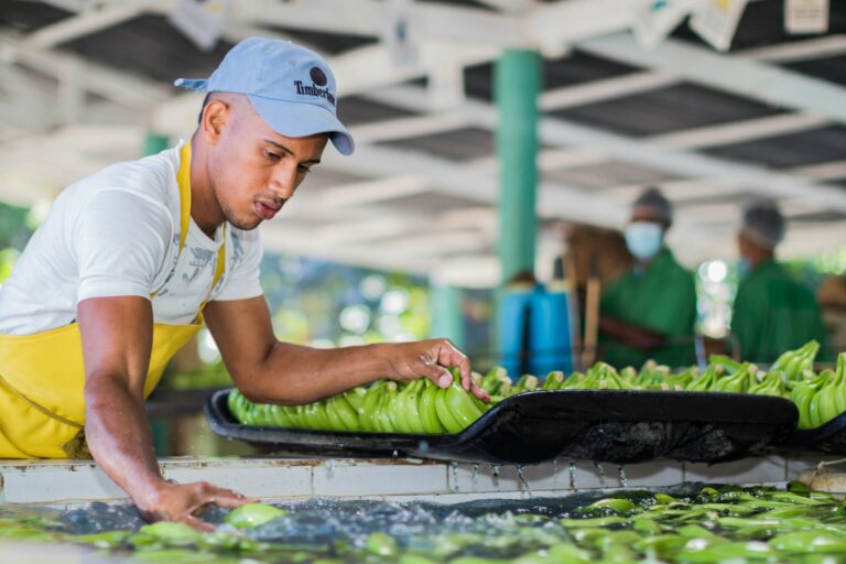 Green Jobs Abroad: Immigration Opportunities in Sustainable Industries